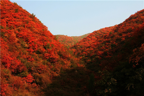 1450427559124.jpg 王屋红叶.JPG