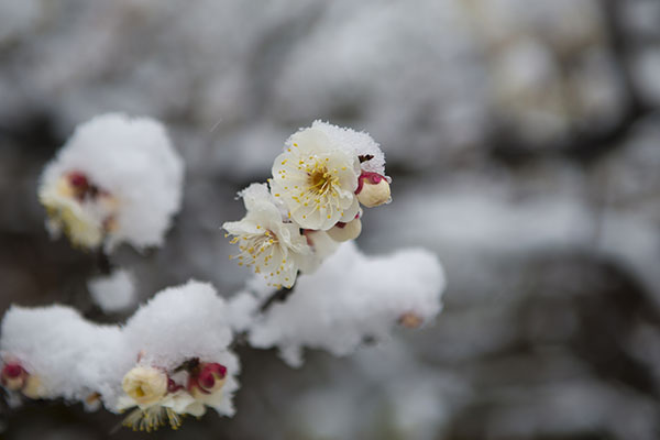 雪梅 (2)600.jpg