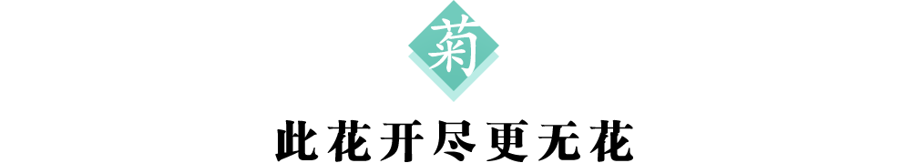 2标题菊.png