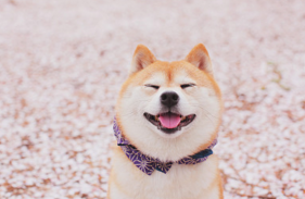 狗6.png