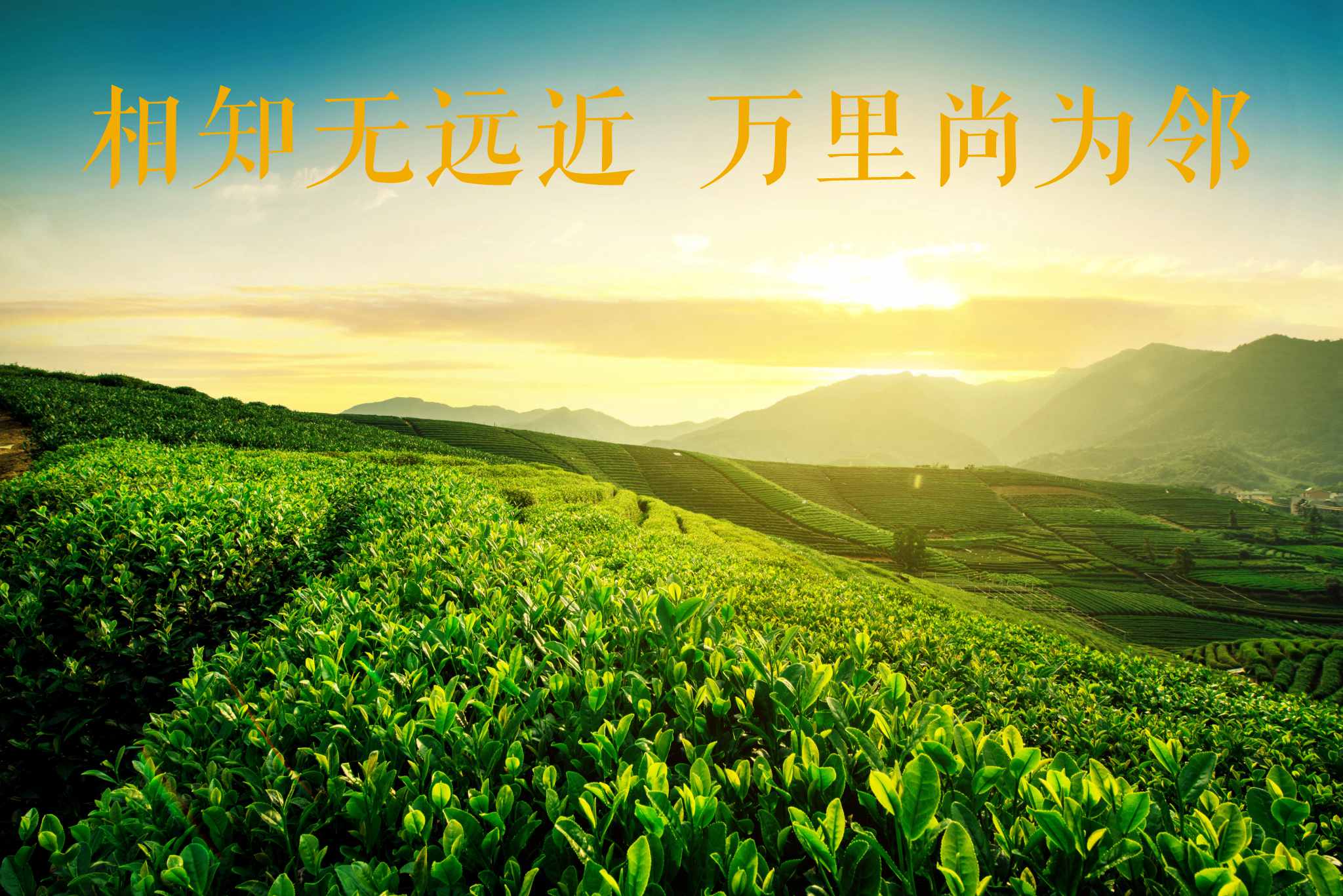 茶61.jpg