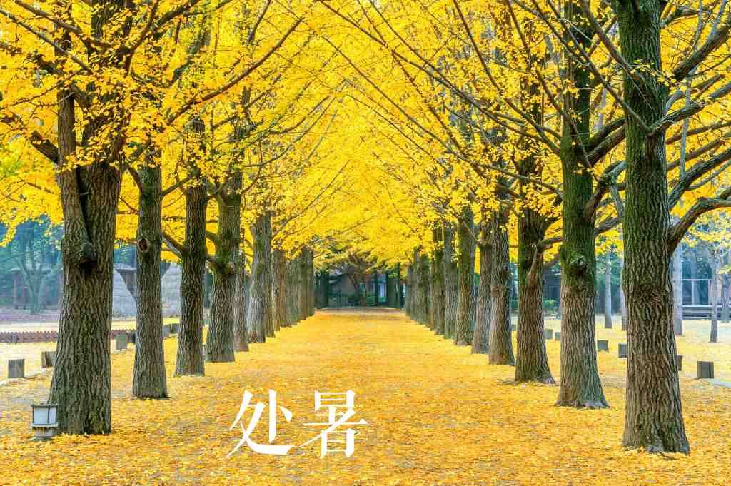处暑 (8).jpg