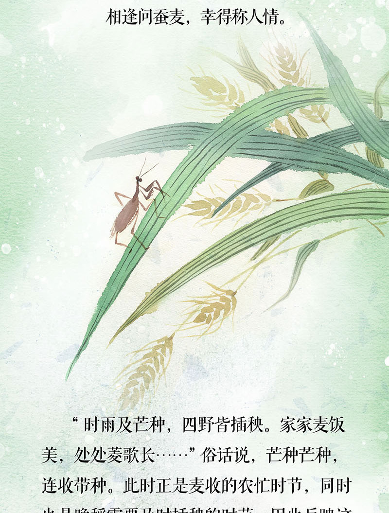 芒种-长图_04.jpg