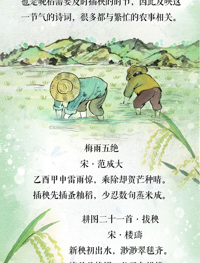 芒种-长图_05.jpg