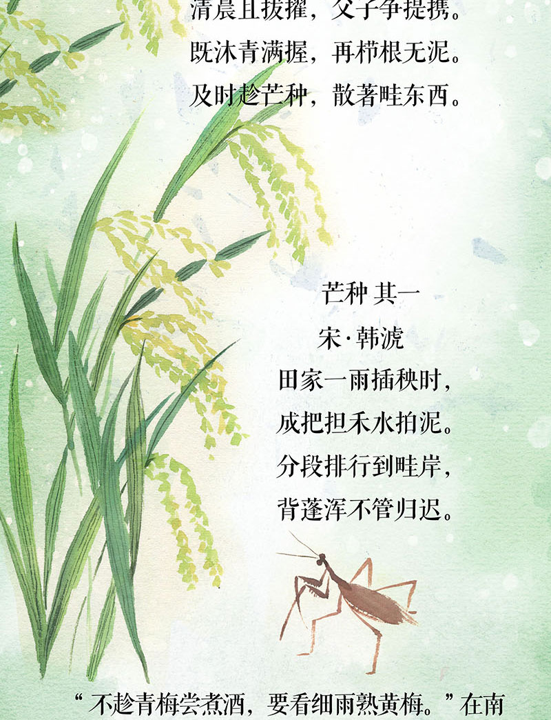 芒种-长图_06.jpg